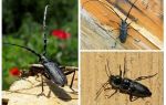Woodwalker beetle in home control measures