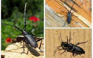 Woodwalker beetle in home control measures