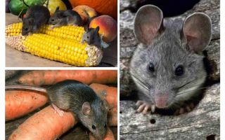 How to deal with mice in the country and the site