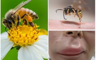 What to do if a bee has bitten in the lip