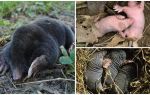 Description and photos of newborn moles