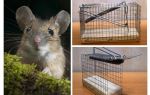 Mousetrap cage