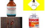 The most effective folk remedies for cockroaches