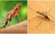 What do malaria mosquitoes look like and how dangerous they are for humans