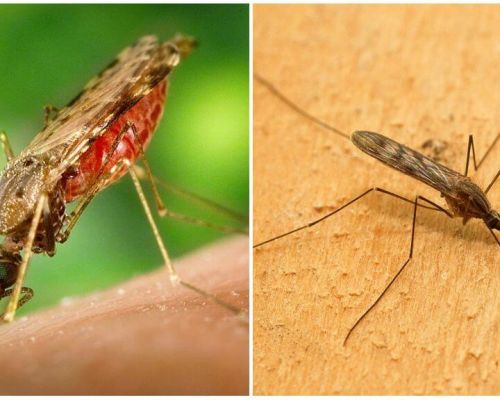 What do malaria mosquitoes look like and how dangerous they are for humans
