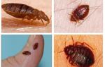 What do bed bugs look like and how to get rid of them