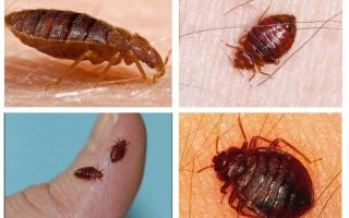 People signs - why bugs appear in the apartment