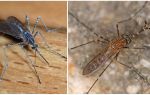 Description and photos of mosquito species