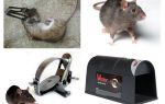 Traps for rats