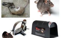 Traps for rats