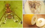 Description of a melon fly and methods of dealing with it
