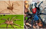 Description and photos of the most dangerous spiders in the world
