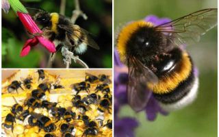 Description and photos of the earth bumblebee