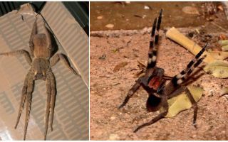 Brazilian wandering spider (runner, wandering, soldier)