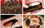 What are cockroaches in nature for?
