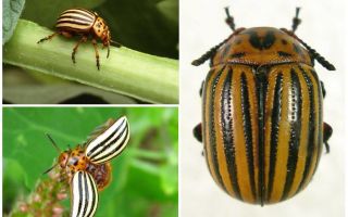 What does the Colorado beetle look like? Photo and lifestyle