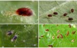 Description and photo spider mite