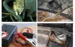 How to get rid of rats under the hood of a car