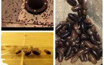 How to deal with woodlice in the apartment