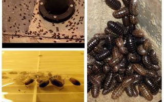 How to deal with woodlice in the apartment