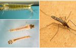 Description and photos of mosquito larvae