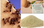 Folk remedies against ants