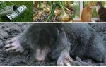 Remedies for moles in the summer cottage and garden