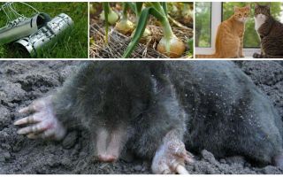 Remedies for moles in the summer cottage and garden