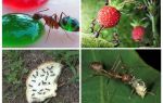 What ants eat in nature