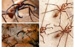 The most dangerous ants in the world