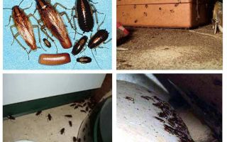What do cockroaches appear in the house, omens