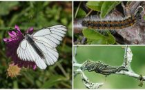 Description and photo of the caterpillar and butterfly Hawthorn how to fight