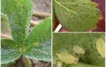 Methods of dealing with aphids on strawberries