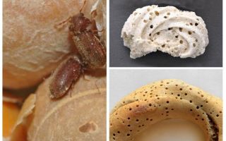 How to remove the bread grinder and its larvae