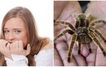 What is the name of the fear of spiders (phobia) and treatment methods