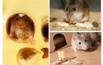 Mice eat cheese or not