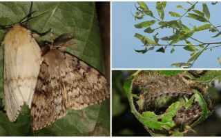 Description and photo of the caterpillar of the Gypsy Moth