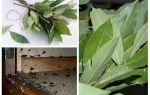 How to use bay leaf against cockroaches