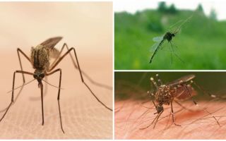Interesting facts about mosquitoes