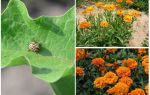 How to protect and protect eggplants from the Colorado potato beetle