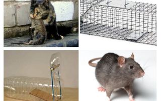 How to get rats out of a private house