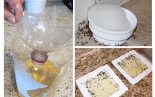 Self-made and purchased ant traps
