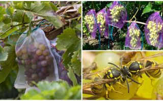 Bags of wasps for grapes
