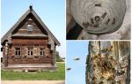 How to get the bees out of the wooden house and other places