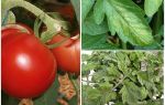 Aphids on tomatoes - what to process and how to fight