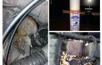 Spray rats for the car