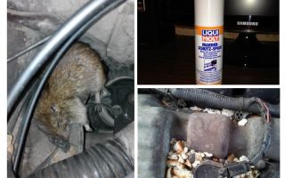 Spray rats for the car
