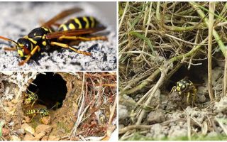 How to destroy earthen wasps and wasp nests in the ground