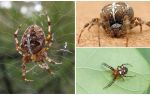 Crusader Spider Description and Photos
