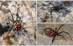 Description and photos of Kazakhstan spiders